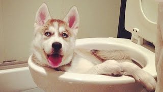 Husky doing husky things FUNNIEST Dogs [upl. by Ennazus]