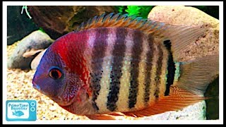 Severum Cichlid Care and Breeding A Large Center Piece Fish [upl. by Anirahc]