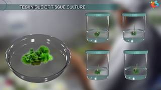 Tissue Culture [upl. by Enitsyrhc]