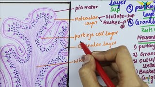 Histology of CEREBELLAR CORTEX [upl. by Idnil632]